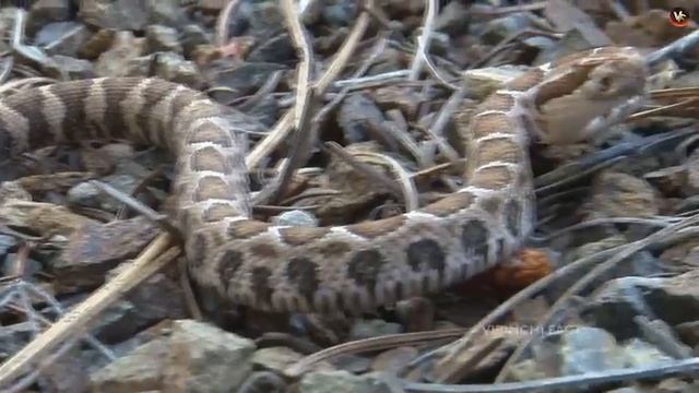 ? మనుషుల్ని కూడా చంపే అతిపెద్ద పాము | World's Biggest Snake Caught On Camera In Telugu | Giant Snak