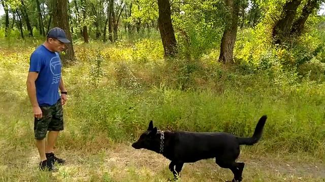 А можно научить взрослую собаку командам послушания??? (Окончание, видео 4) смотреть онлайн