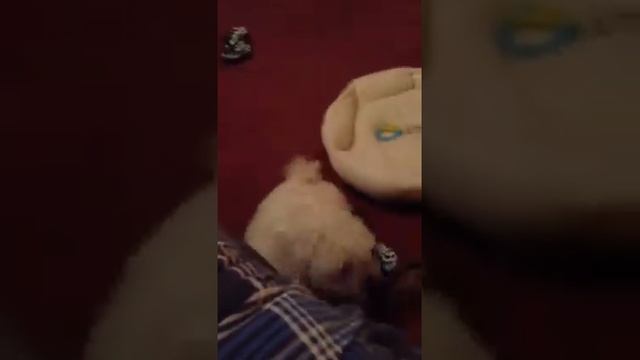 Douglas trying to get on the bed смотреть онлайн