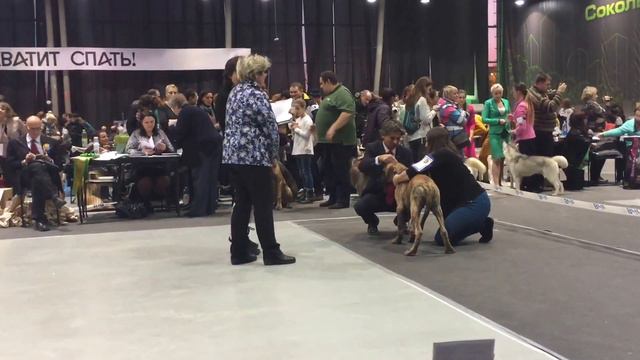 20 ноября 2016 г., палев/тигр кобель беби, Фаворит Ферро смотреть онлайн