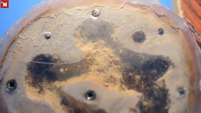 Формикарий из дерева. Для подкорного муравья. смотреть онлайн