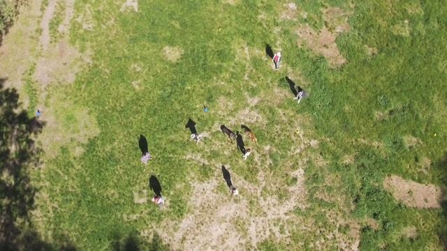Dog school Ray | Школа воспитания и дрессировки для собак "Рей" | 4 ka video смотреть онлайн