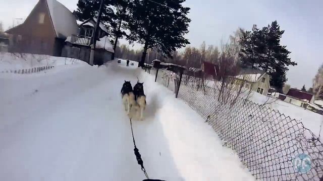 Хаски Упряжки Новосибирск 2015 смотреть онлайн