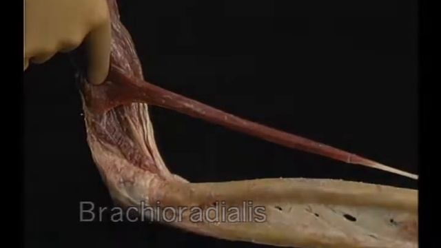 Vol 1.2 Анатомия Акланда - плечо и предплечье смотреть онлайн