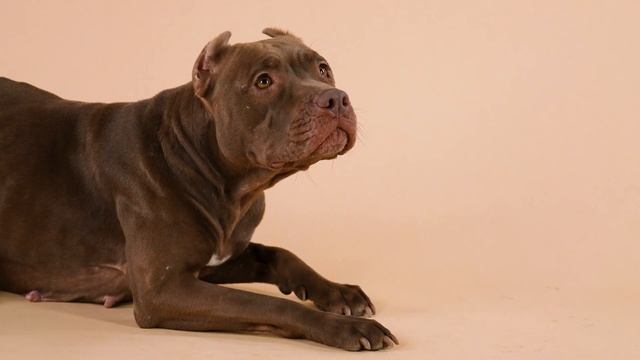 12 Things Only American Pit Bull Terrier Dog Owners Understand смотреть онлайн