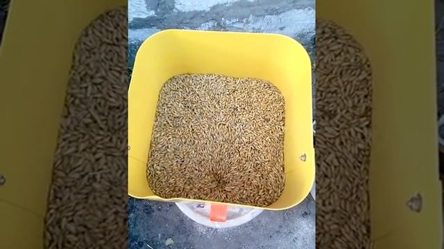 Зернодробилка пчёлка 250 ярмаш обзор пользователя смотреть онлайн