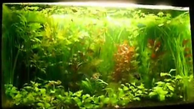 Аквариум 50 литров.wmv смотреть онлайн