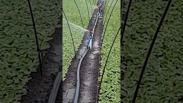 Лучший полив редиса... смотреть онлайн