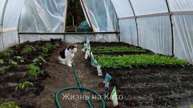 Как у нас дела что взошло в теплице