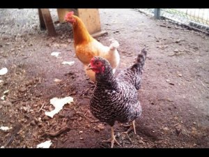 Куры Австралорп круглогодичное содержание на приусадебном участке