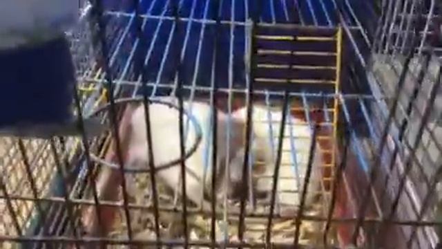 Ужасное содержание животных в зоомагазине смотреть онлайн