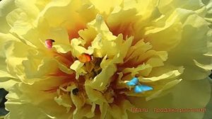 Пион ито Йеллоу Краун (paeonia itoh) ? Йеллоу Краун обзор: как сажать, саженцы пиона Йеллоу Краун