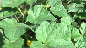 Пищевая сода  подкормка для огурцов томатов и других растений