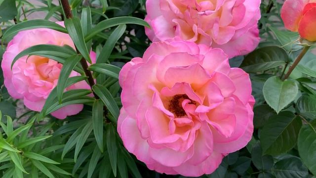 Чайно-гибридная роза Chicago Peace (Чикаго Пис) смотреть онлайн