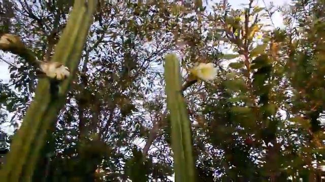 Cactus flower смотреть онлайн