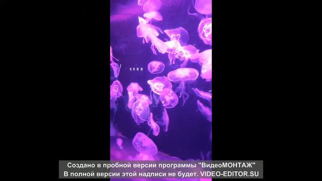 Океанариум в Киеве (5) смотреть онлайн