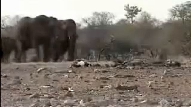 Tours-TV.com: Etosha National Park смотреть онлайн