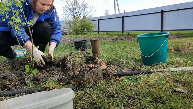 КАК сажать плодовые деревья и ягодные кусты,если слой плодородной земли с черенок лопаты.Наши метод смотреть онлайн