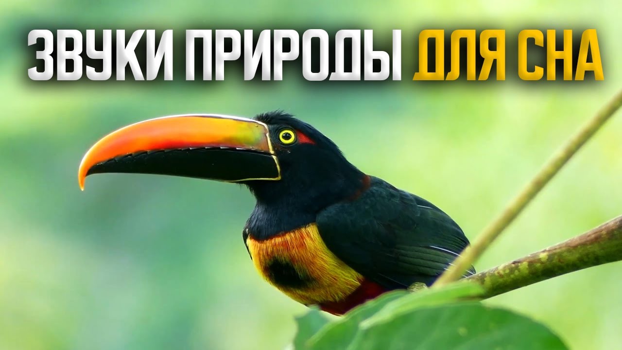 Звуки природы для сна. Умиротворяющая Успокаивающая Музыка, _Тропические Птицы_ (1) смотреть онлайн