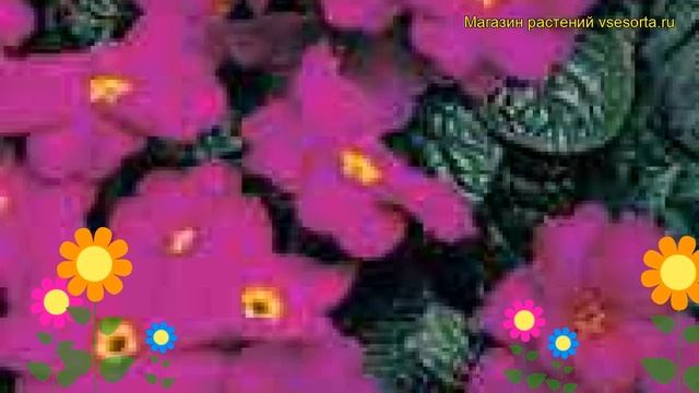 Примула бесстебельная Ванда Лилак. Краткий обзор, описание характеристик Primula Acaulis Wanda Lila