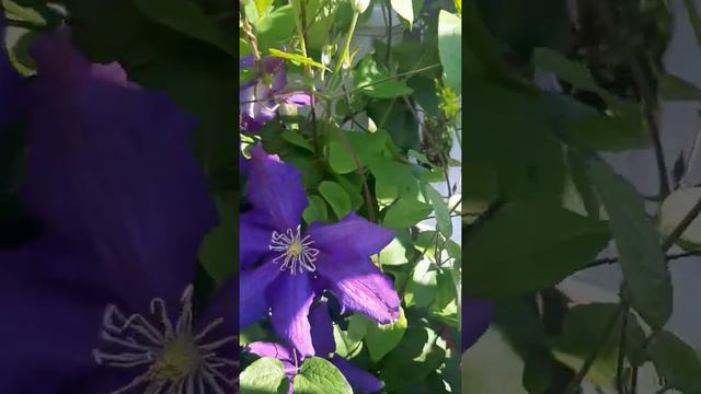 🌸 Цветёт клематис🌸 смотреть онлайн