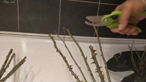 Обрезка саженцев роз перед посадкой.