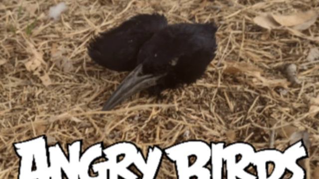angry birds real life смотреть онлайн