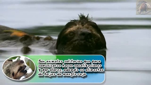 perezoso pigmeo: El animal más lento que esta en peligro - documental de animales salvajes смотреть онлайн