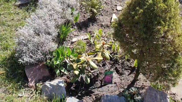 Дача/ Петушиные бои/ Мои цветочки смотреть онлайн