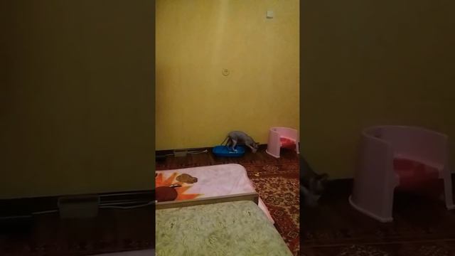 Донской сфинкс и лоток)))) смотреть онлайн