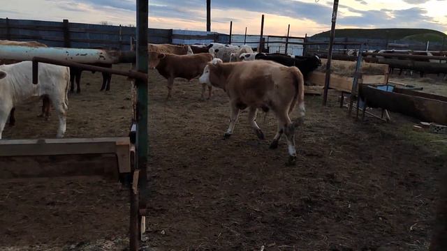 ина быкам сментал Мархамат +79226186664 смотреть онлайн