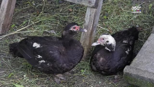 Ольга Кучер, начинающий фермер из Летнереченского смотреть онлайн