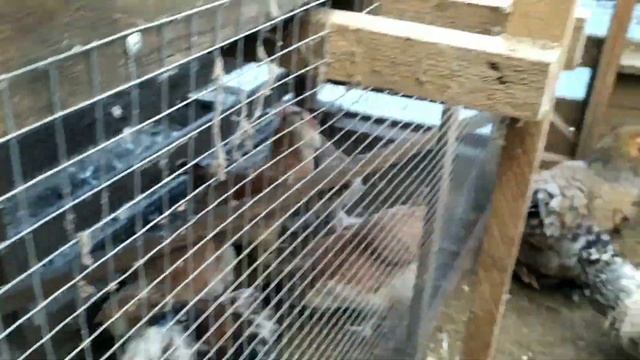 Брама лимон,брама темная,голандские белохохлые куры