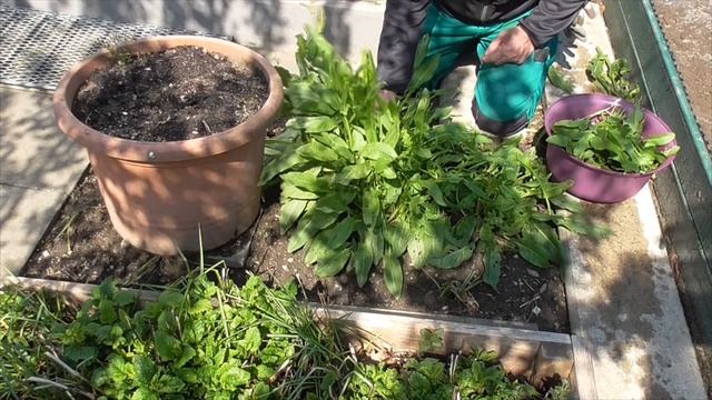 Посадил лук,картошку. Нарвал щавеля немножко