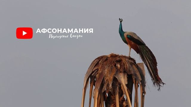 В поисках Павлина смотреть онлайн