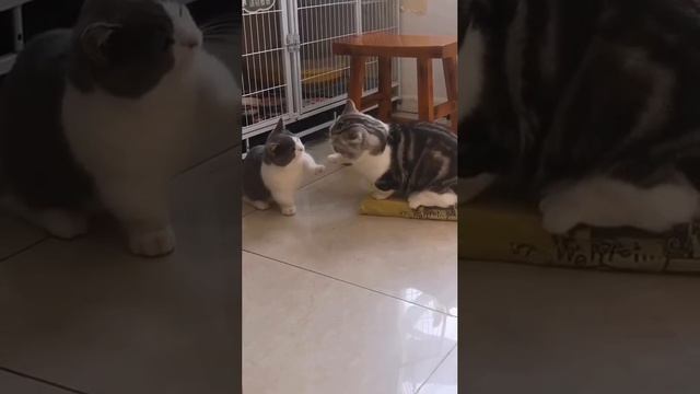 эпик батл.mp4