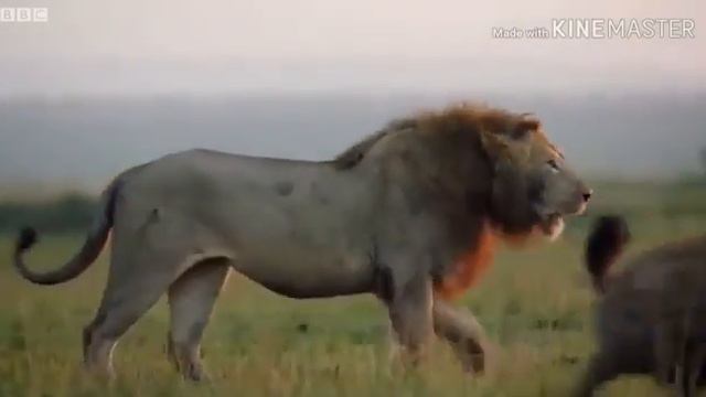 Если ты лев бывает так смотреть онлайн