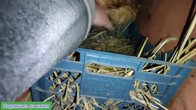 Новое пополнение!!! Сколько их будет??? смотреть онлайн