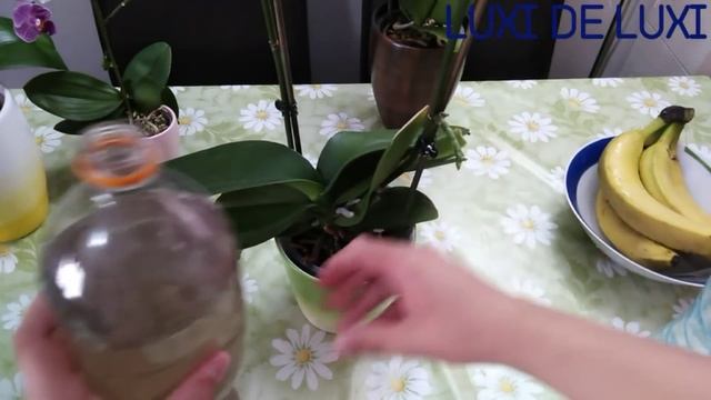 Da orhideja cveta kao luda zalivajte je ovim! смотреть онлайн