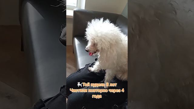 Той пудель 8 лет 3кг, чистили зубки смотреть онлайн