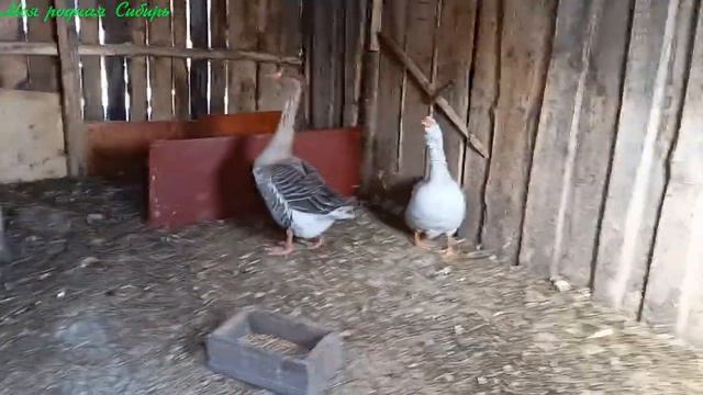 Мои девчонки сидят в сторонке ??))). Выбираем имена гусаку жениху и гусыне невесте!?? смотреть онлайн