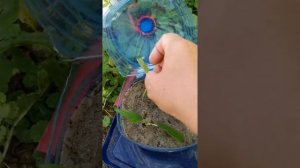 Черенкование гортензии в бутылке
