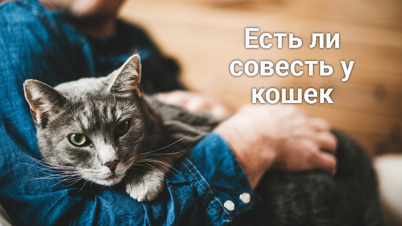Есть ли совесть у кошек.