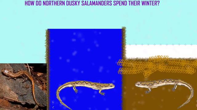 SALAMANDERS IN WINTER смотреть онлайн
