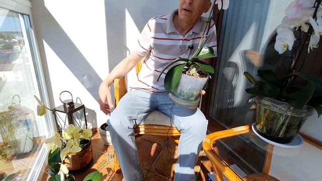 Орхидеи : Завяли листья, кто виноват и что делать смотреть онлайн