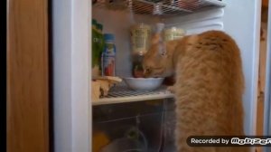 Анука давайка Тайная жизнь домашних животных