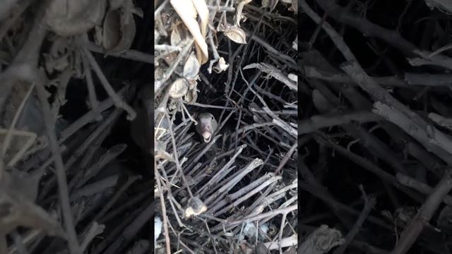 Дикий серый гусь в гнезде в домашних условиях смотреть онлайн