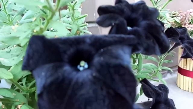 13. Существуют ли черные цветы?/Are there black? смотреть онлайн