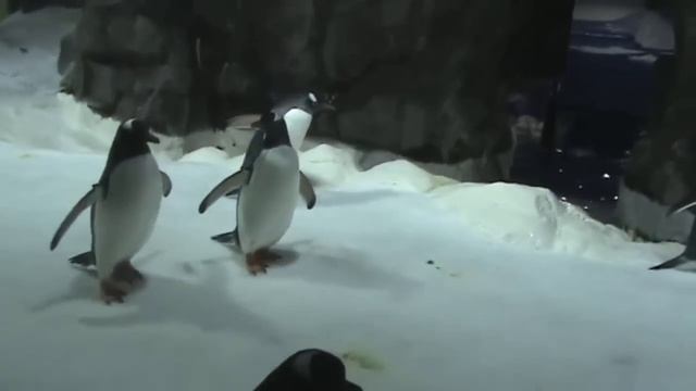 Королевские пингвины King Penguins