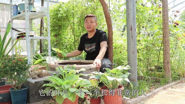耐寒耐陰的玉簪，夏季開花香味足，堪稱花園調色板，衛生間可以養【養花匠小齊】 смотреть онлайн